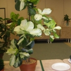 Indoor Horticulture