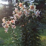 Michele's lilys