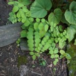 Identify plant on left