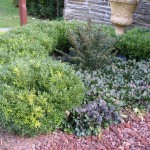 Textures in the Entrance Garden