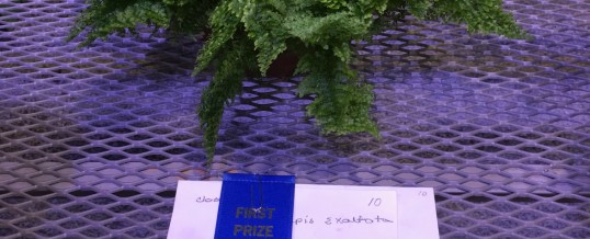 The Gardeners Win Again at the 2016 PHS Flower Show