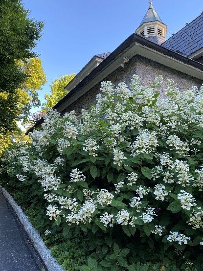 Patricia Wesley's Garden 2025