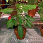 flowershow 2013 barbs euphorbia