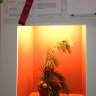 flowershow 2013 Sidneys niche