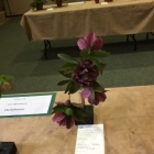 IMG_0262 - Copy.JPG