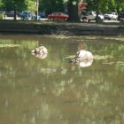 concourselake_2