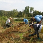 Rushton Planting