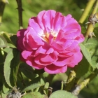 Wyck Rose