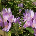 Autumn Crocus Henry 2013
