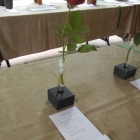 Blue Ribbon Rose