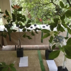 Branches