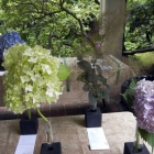 Hydrangeas