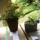 Springtime Containers