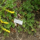 Bearberry
