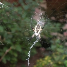 Along Came A Spider