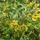Sneezeweed