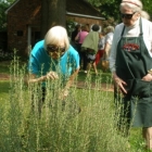 Rosemary in Old Dutch Garden