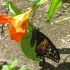 Butterfly Cathy