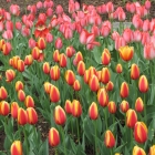 Dee Dee Tulip