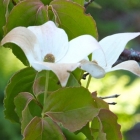 Dogwood Gale