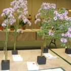 Asters