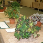 Begonias