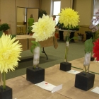 Dahlias