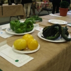 Garden Harvest