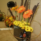 Gerberas