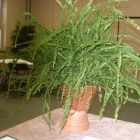 Indoor Horticulture