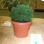Indoor Horticulture