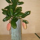 Magnolia Pods