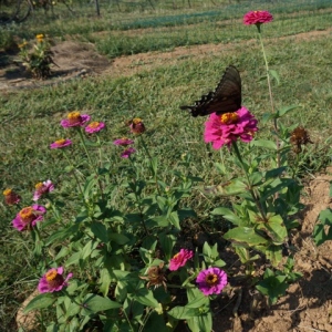 Butterfly