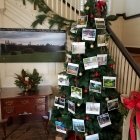 photos on the tree