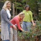 Choosing Grange Plants