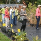 Native Plant Browsing