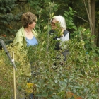 Plant Discussion
