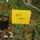 The Plant Hospital
