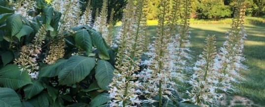 Protected: Patricia Wesley’s Garden