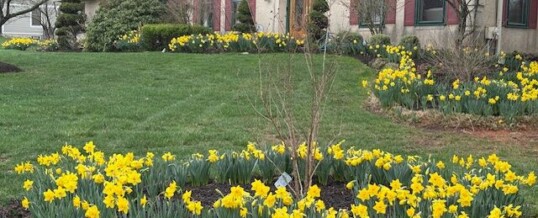 Protected: Edwina White’s Garden
