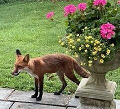 Protected: Michele Spence’s Garden