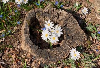 Protected: Bonnie Buchak’s Member Garden