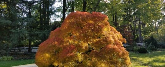 Protected: Julia Solmssen’s Garden