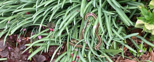 Protected: Sandy Beale’s Garden