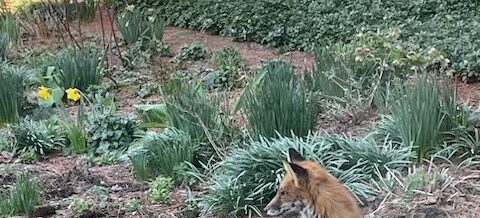 Protected: Michele Spence and Her Fox