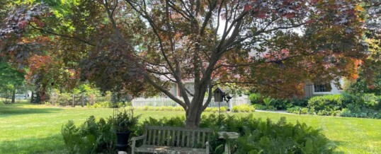Protected: Cathy Decker’s Garden